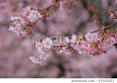 Kawazu Zakura 63503021