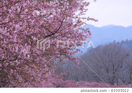 Kawazu Zakura 63503022