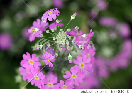 粉紅色的櫻桃樹 63503028