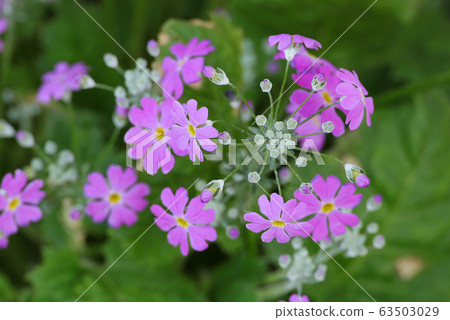 Pink cherry tree Pink cherry tree 63503029