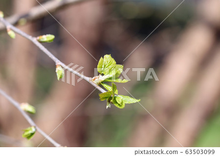 Mulberry Sprout Mulberry Sprout 63503099