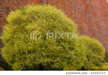 精工Ibota 63503155