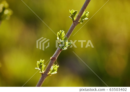 Buds emerging in spring Buds emerging in spring 63503402