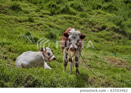 Cow on a pasture Cow on a pasture 63503462