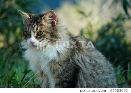 Cat, stray cat, pheasant white, female, maki-chan, pregnancy, march 63503602
