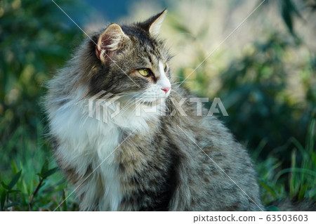 貓,流浪貓,野雞白,女性,maki-chan,懷孕,三月 貓,流浪貓,野雞白,女性,maki-chan,懷孕,三月 63503603