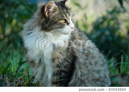Cat, stray cat, pheasant white, female, maki-chan, pregnancy, march Cat, stray cat, pheasant white, female, maki-chan, pregnancy, march 63503604