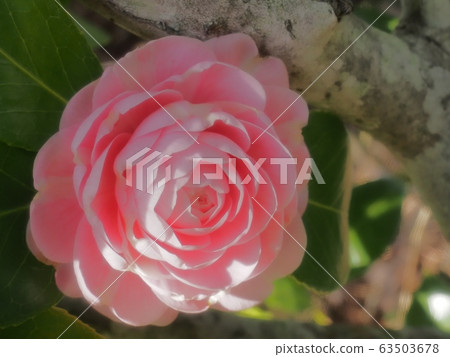 Maiden Maiden Maiden Maiden Flower Maiden Maiden Maiden Maiden Flower 63503678