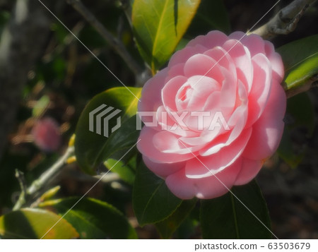 Maiden Maiden Maiden Maiden Flower Maiden Maiden Maiden Maiden Flower 63503679