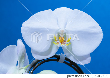 White phalaenopsis flowering White phalaenopsis flowering 63503983