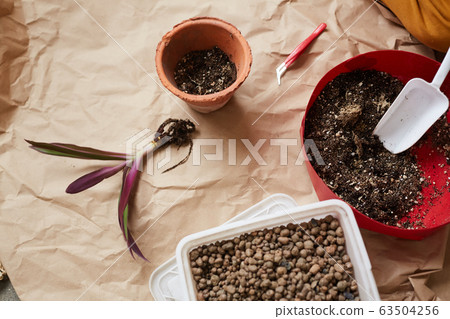 Planting flower in the pot Planting flower in the pot 63504256
