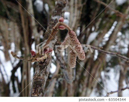 Close-up common hazel twig in winter 63504344