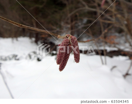 Close-up common hazel twig in winter Close-up common hazel twig in winter 63504345