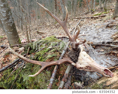 deer torn wolves, 63504352