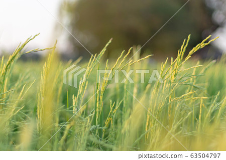 Green rice plant and blur front focus and blur background Green rice plant and blur front focus and blur background 63504797