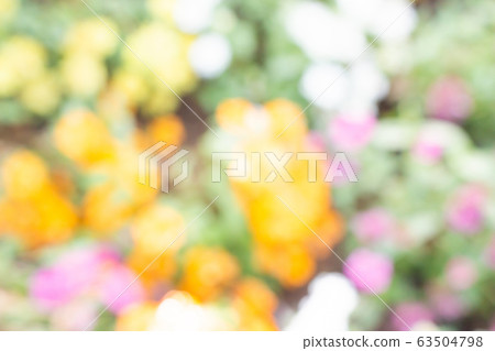 Blur natural colorful flower for background Blur natural colorful flower for background 63504798