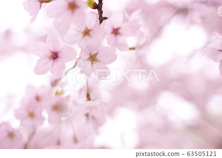 Sakura 5 Sakura 5 63505121