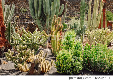 Cactus garden in Lanzarote island, Canary Islands 63505404