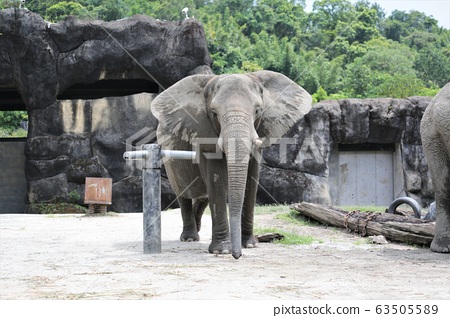 African Elephant Taipei City Zoo Taiwan Stock Photo