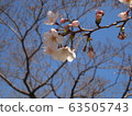 Cherry blossoms and buds 63505743
