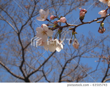 Cherry blossoms and buds Cherry blossoms and buds 63505743