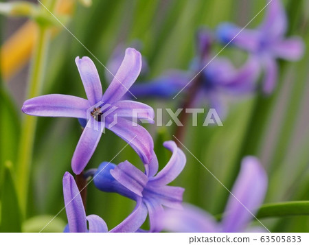 Hyacinth hyacinth Hyacinth hyacinth 63505833
