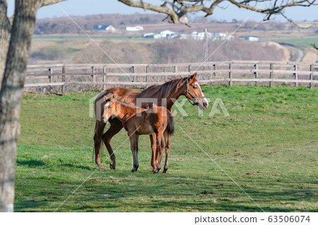 賽馬放牧/北海道新日高町 63506074