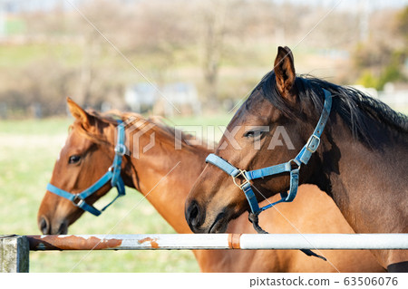 賽馬放牧/北海道新日高町 63506076