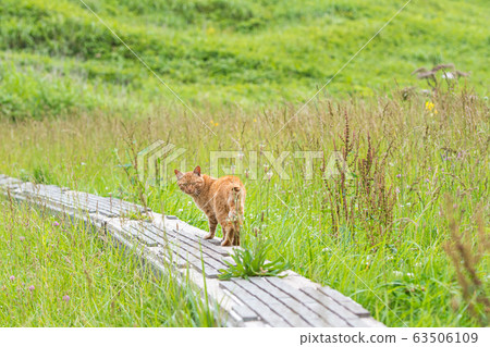 Country stray cat / Muroran-shi, Hokkaido 63506109