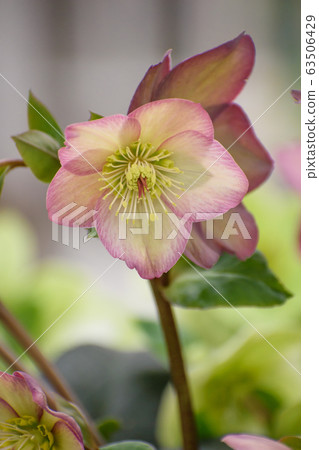 Christmas rose 63506429