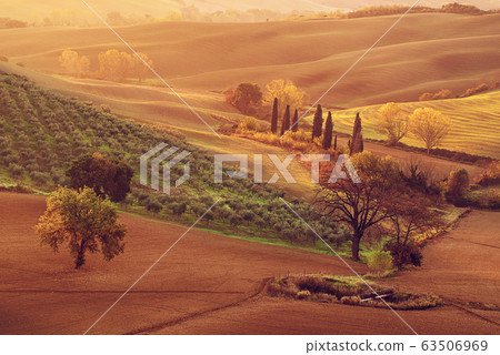 Tuscan fields and trees 63506969