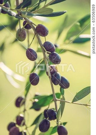 Olive tree with fruits 63506989
