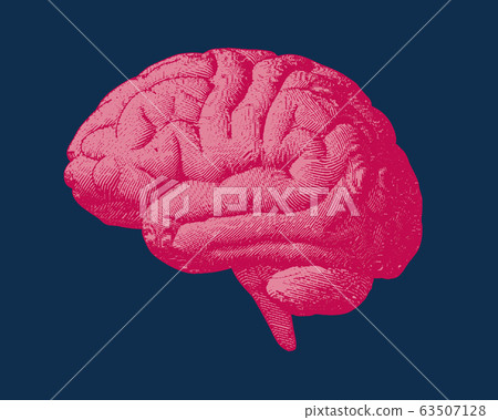 Pink engraving brain illustration on dark blue BG - Stock Illustration ...