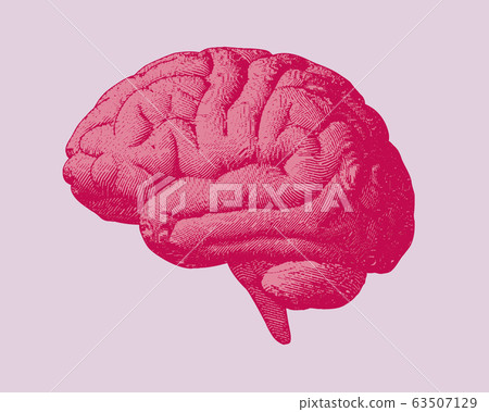 Red_and_pink_engraving_brain_side_view_illustratio 63507129