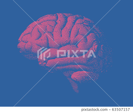 Pink engraving brain side view illustration with - Stock Illustration ...