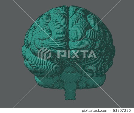 Green engraving brain in front view on gray BG - Stock Illustration ...