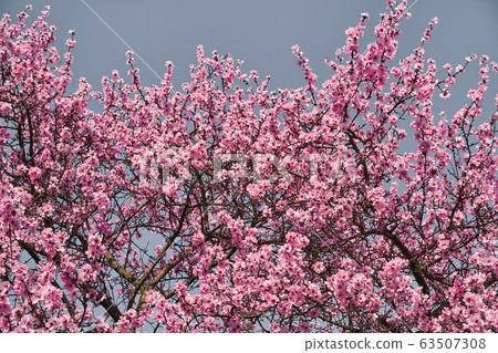 bright pink and white flowers on trees, blooming, bright pink and white flowers on trees, blooming, 63507308
