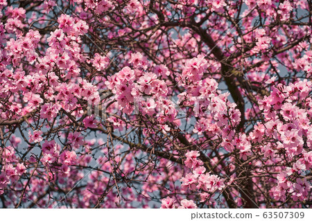 bright pink and white flowers on trees, blooming, bright pink and white flowers on trees, blooming, 63507309