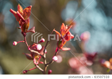 bright pink and white flowers on trees, blooming, bright pink and white flowers on trees, blooming, 63507310