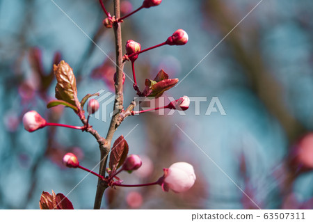 bright pink and white flowers on trees, blooming, 63507311
