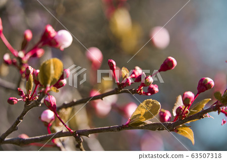 bright pink and white flowers on trees, blooming, bright pink and white flowers on trees, blooming, 63507318
