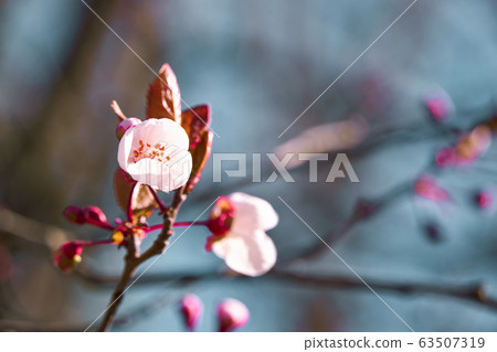 bright pink and white flowers on trees, blooming, bright pink and white flowers on trees, blooming, 63507319