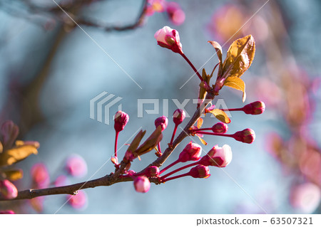 bright pink and white flowers on trees, blooming, bright pink and white flowers on trees, blooming, 63507321