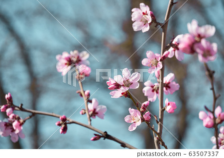 bright pink and white flowers on trees, blooming, bright pink and white flowers on trees, blooming, 63507337