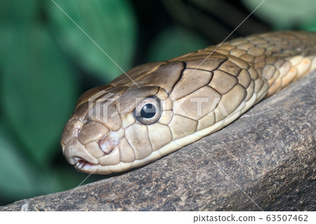 Close up head king cobra is dangerous snake at Close up head king cobra is dangerous snake at 63507462