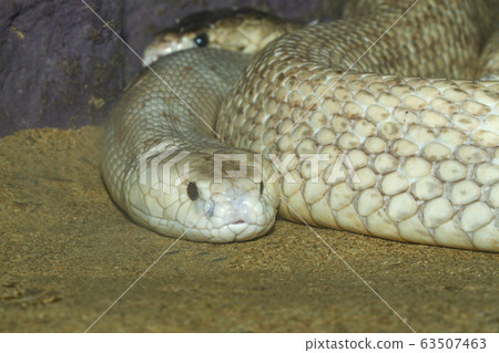 The Indochinese cobra snake close up head in the The Indochinese cobra snake close up head in the 63507463