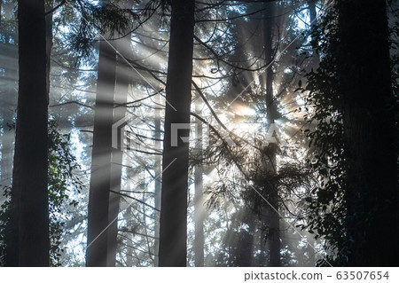 Light of forest, light of healing 63507654