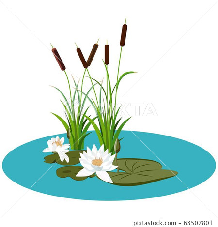 White water lily and bunch of reeds in water vector illustration White water lily and bunch of reeds in water vector illustration 63507801