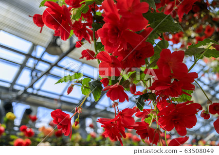 長野村海棠花園 63508049