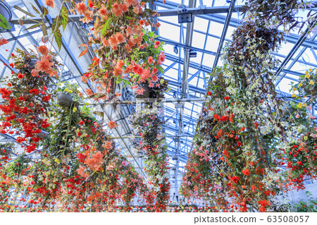 Naganoana Village Begonia Garden 63508057